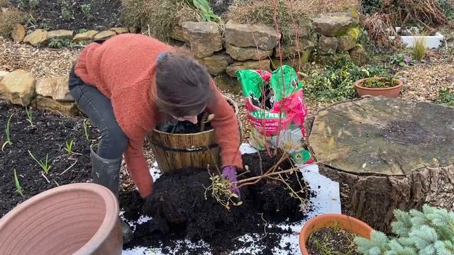 Repotting Blueberry Bushes / Homegrown Garden смотреть онлайн