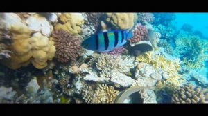 ЕГИПЕТ 2020 | ХУРГАДА | ОБЗОР отеля GRAVITY Sahl Hasheesh 5*/ ПЛЯЖ / РИФ / АНИМАЦИЯ