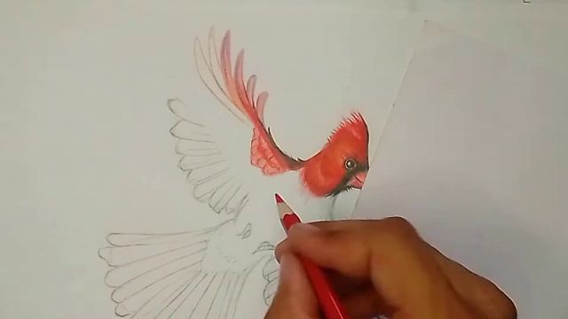 Cardinal bird sketch with coloured pencils | how to sketch a cardinal bird смотреть онлайн