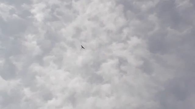 яструби полюють біля тернопільського педуніверситету ч.1 смотреть онлайн