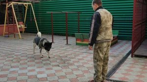 American Akita. Trening. Американская Акита. Дрессировка, послушание.