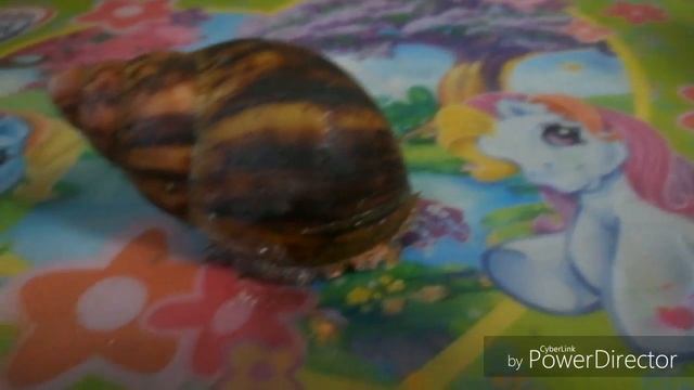 Архахатина Маргината Сутуралис смотреть онлайн