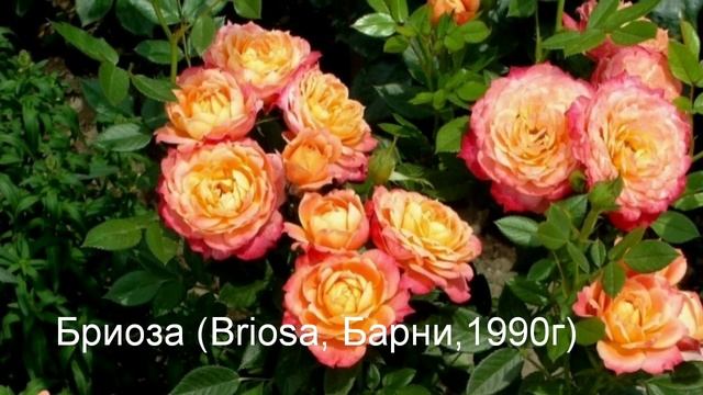 Топ 20!Флорибунда что это такое! 20 лучших сортов роз группы флорибунда! смотреть онлайн