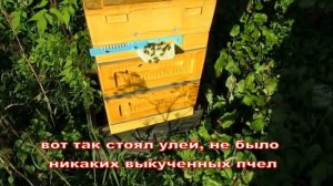 пчелы выкучиваются на переднюю стенку улья вынужденно, если есть возможность, сидят под крышей улья