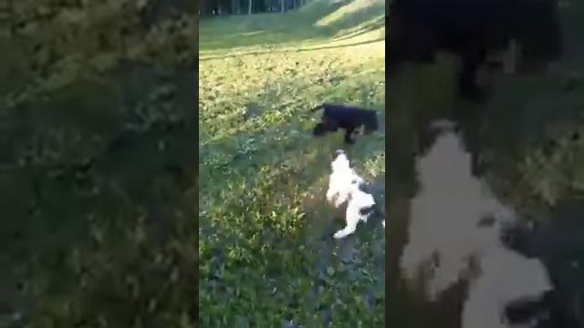 Движение жизнь/ Большоый Вандейский Бассет Гриффон/Grand Basset Griffon Vendeen смотреть онлайн