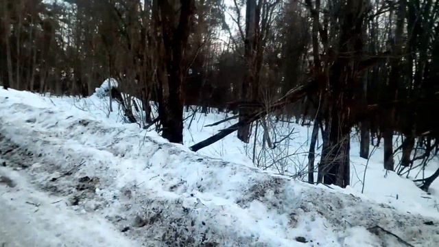 Что случилось в лесу с деревьями? смотреть онлайн