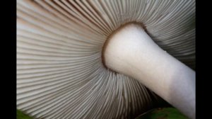 Грибы Поплавки в сентябре. Как распознать.