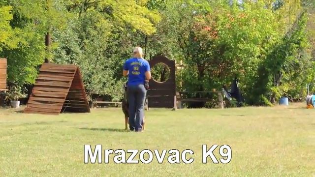 Mrazovac K9 Personal Protection Dogs and Family Protection Dog- Brandon смотреть онлайн