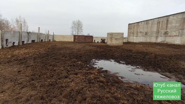 Ожеребилась кобыла. Не кормит жеребёнка. Почему и что делать. смотреть онлайн