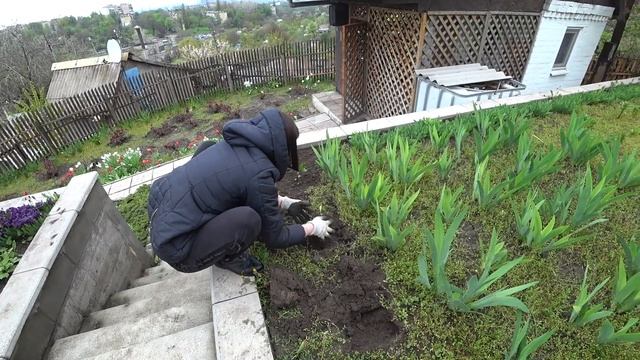 Садим цветы, кукурузу, погода оставляет желать лучшего. смотреть онлайн