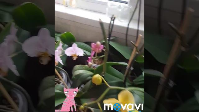 #Фиалки #Орхидеи #Хойя смотреть онлайн