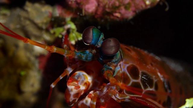 Peacock Mantis Shrimp “Beauty and facts about special eyes and amazing craftsmanship” смотреть онлайн
