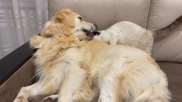 Golden Retriever Attacked by Kitten [TRY NOT TO LAUGH or GRIN] смотреть онлайн