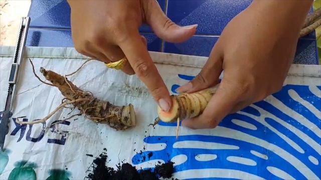 ว่านพญางูจงอาง (Alocasia longiloba) ปลูกขยายพันธุ์ง่ายๆ กันงูเข้าบ้าน ป้องกันพิษงู смотреть онлайн