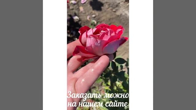 Роза Бель де Сегоза. Каталог Весна 2021 год смотреть онлайн