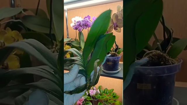 Ужас!!! Орхидея без корней😭 досталась мне в подарок🤗. Даже таким подаркам я рада😊 смотреть онлайн