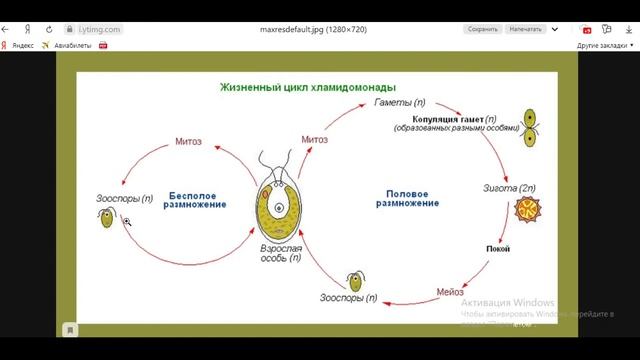 Биология с нуля. Ч.2. Зелёные водоросли, жизненные циклы и хламидомонада. смотреть онлайн