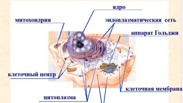Клетка, ее строение и функции органоидов. Биология смотреть онлайн