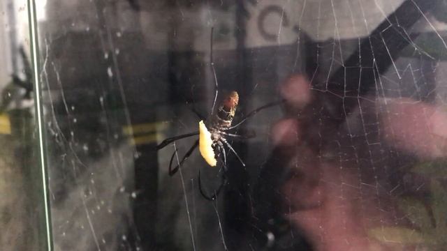 Liphistius Cf Ornatus, Nephila Madagascariensis And Macrothele Gigas Feedings.