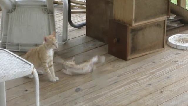 Big cat killing and eating little kitten смотреть онлайн