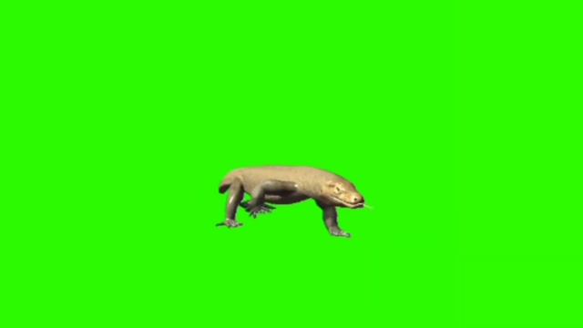 green screen komodo dragon (video) смотреть онлайн