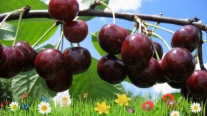 Черевишня обыкновенная Дюк ? Обзор: посадка и уход. крупномеры, саженцы: описание и особенности