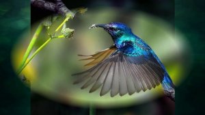 "В экваториальном лесу Южной Америки", Окружающий мир 4 класс ч.1, с.106-109, Планета знаний.mp4