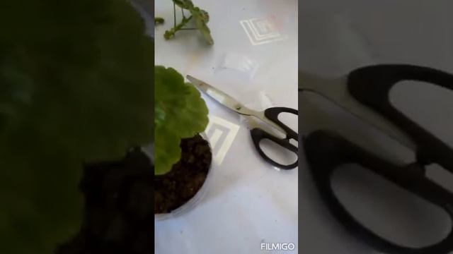 Как черенковать герань пеларгонию #герань #пеларгония #гераньчеренки # пеларгониячеренки смотреть онлайн