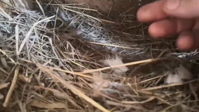 КУРИЦА села на яйца (высиживать) что делать? предвестники. смотреть онлайн