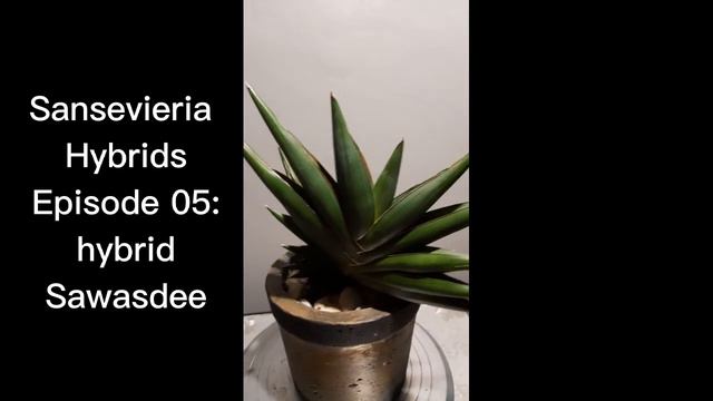 Sansevieria Hybrids episode 05: hybrid Sawasdee смотреть онлайн