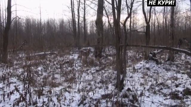 Охота с лайкой на куницу - 2021г смотреть онлайн