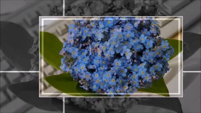 незабудки- цветы смотреть онлайн