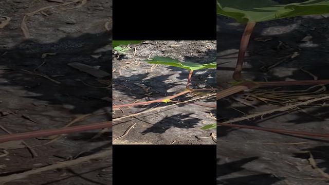 Что делать с пасынками на виноградной лозе?