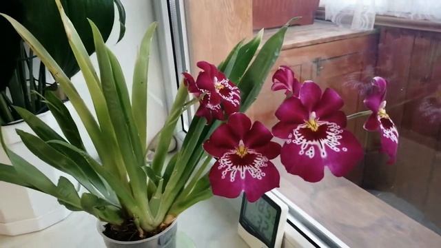 Что за орхидея у меня цветет, мильтония или мильтониопсис? смотреть онлайн