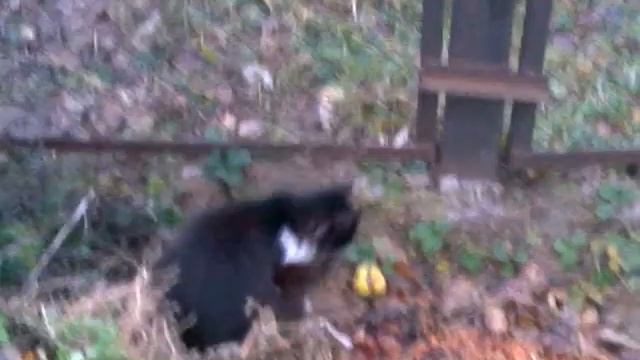 Кошка охотится на кролика/ Cat is hunting the rabbit смотреть онлайн