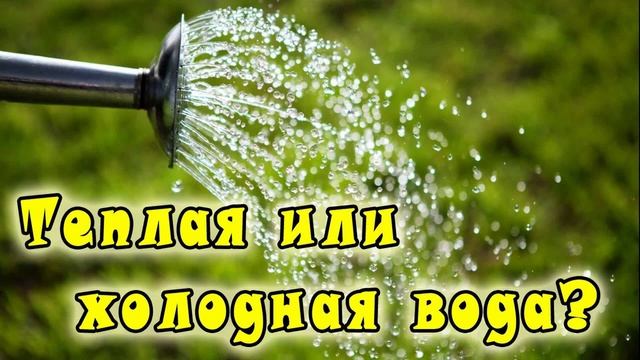 СЕМЬ ПРИЧИН ПУСТОЦВЕТА У ОГУРЦОВ, ЧТО ДЕЛАТЬ. 244 смотреть онлайн