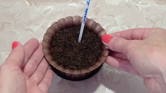 Трейлерные сорта фиалок. Как вырастить красивый кустик. Мастер Класс для новичков. смотреть онлайн