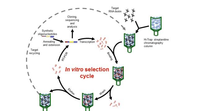 [A012] Application of RNA Aptamers to the Control of the Hepatitis C Virus-CRE Region Functionality смотреть онлайн