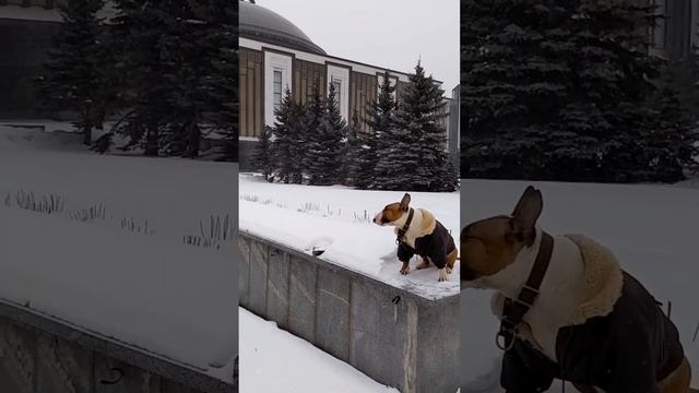 Шанхайский барс или мексиканский тушкан? смотреть онлайн