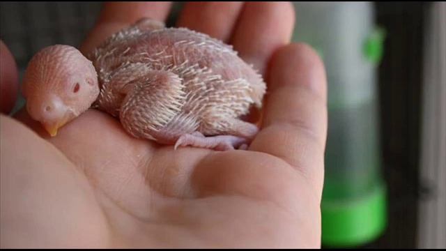 Periquitos Australianos - budgie bird - Melopsittacus undulatus смотреть онлайн