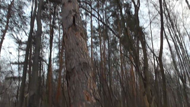 РАБОТА ЧЕРНОГО ДЯТЛА ЖЕЛНА! смотреть онлайн