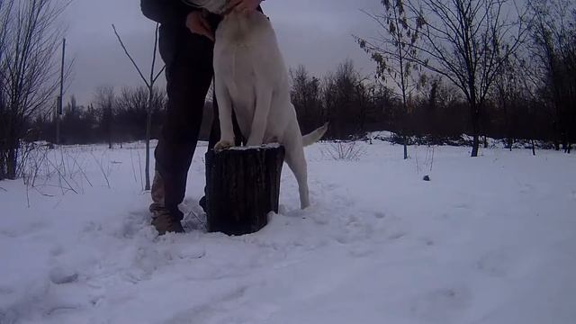 Воспитание щенка лабрадора. Лабрадор-ретривер Кинг. смотреть онлайн