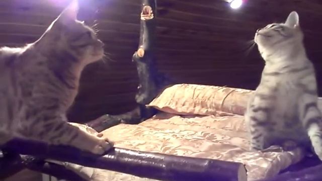 оцикет и бенгал