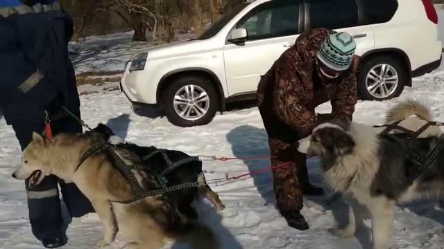 Отдохнуть от городской суеты. Катание на собачьей упряжке смотреть онлайн