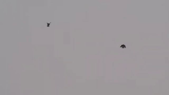 Наши голуби...Сальск