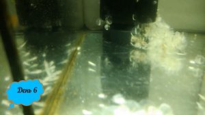 Тритон. От икринки до личинки за 10 дней.