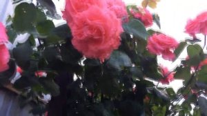 ПЛЕТИСТЫЕ  РОЗЫ   Dee Dee Bridgewater  и  Elfe.   ПОСАДИТЕ ИХ РЯДОМ.   САМЫЕ КРУПНОЦВЕТКОВЫЕ РОЗЫ