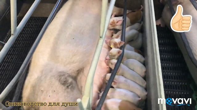 Свиноматки рожают!Родильное отделение!поросята разного возраста/ смотреть онлайн