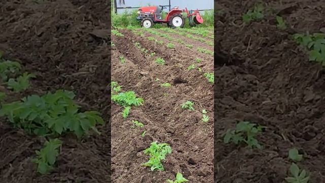 Первое окучивание самодельными дисковыми окучниками на минитракторе смотреть онлайн