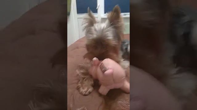 Сима+Свинка=♥️ смотреть онлайн